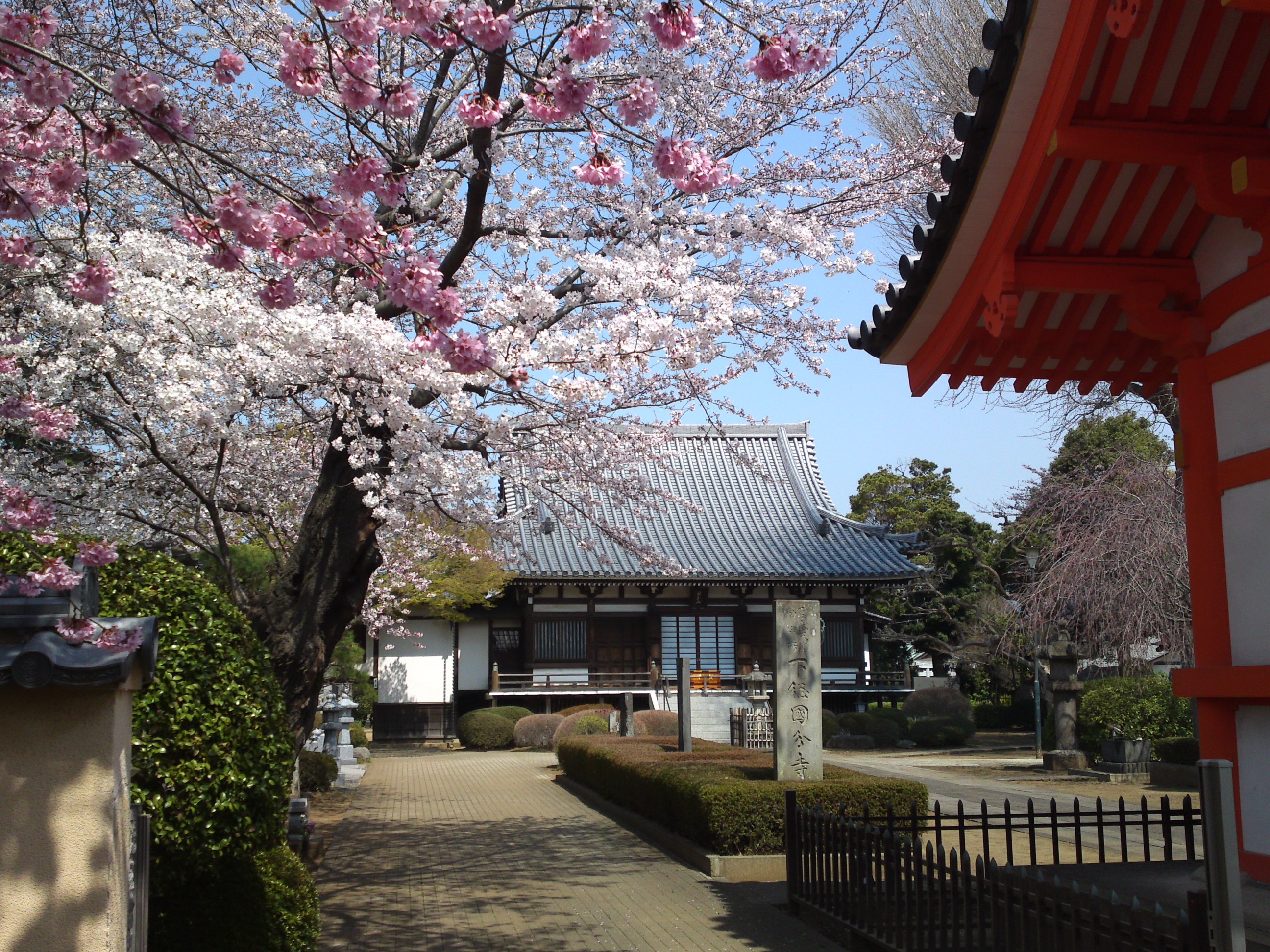 2015年下総国分寺史跡に咲く桜の写真４