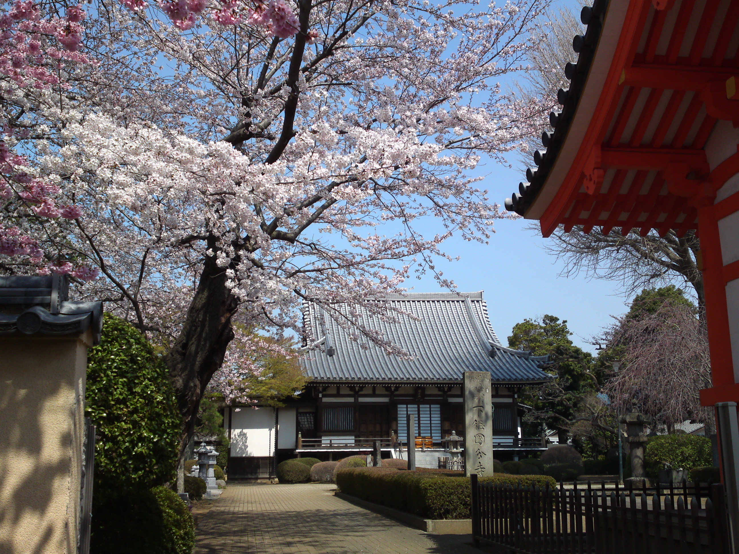 2015年下総国分寺史跡に咲く桜の写真５
