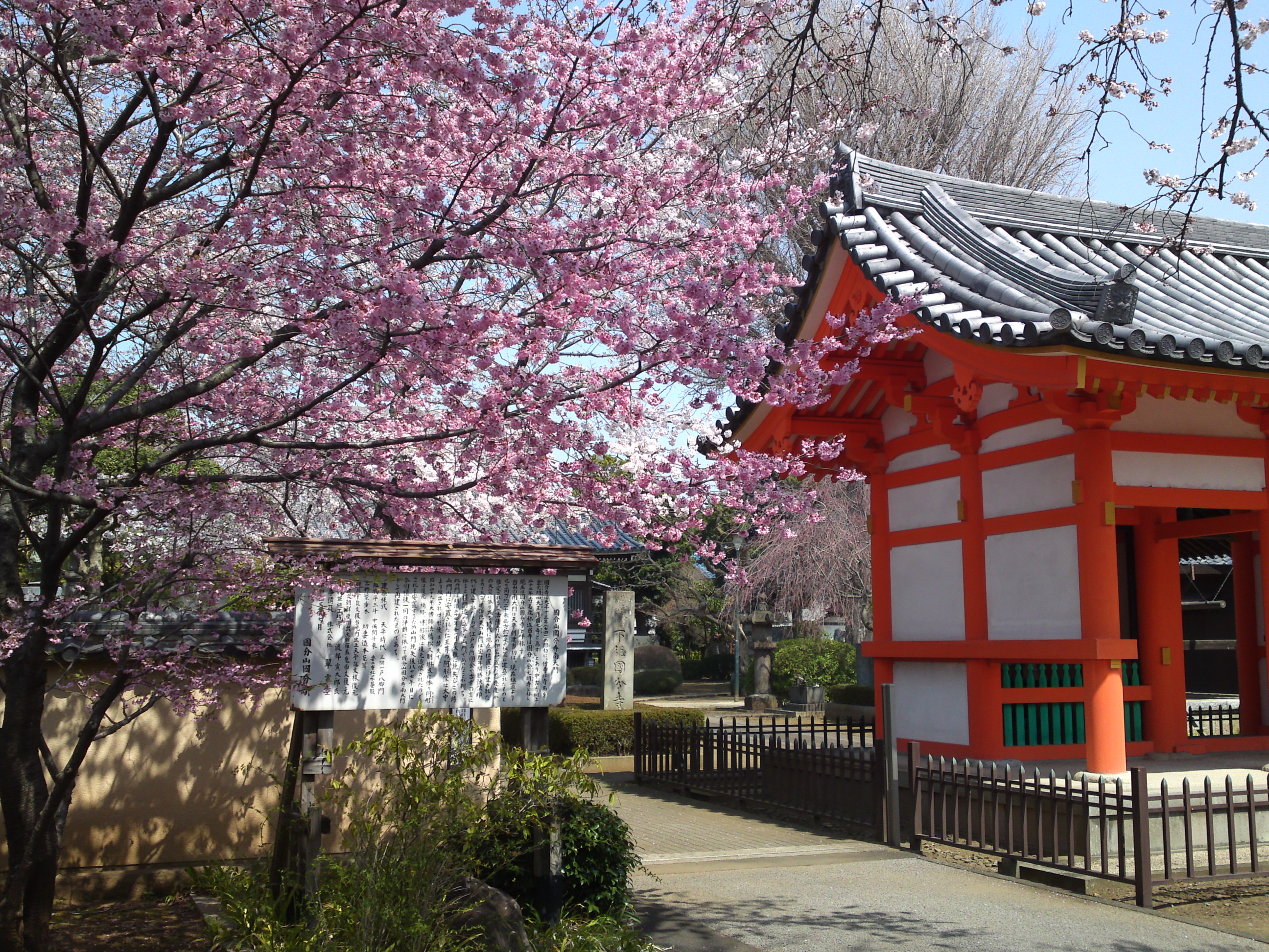 2015年下総国分寺史跡に咲く桜の写真６