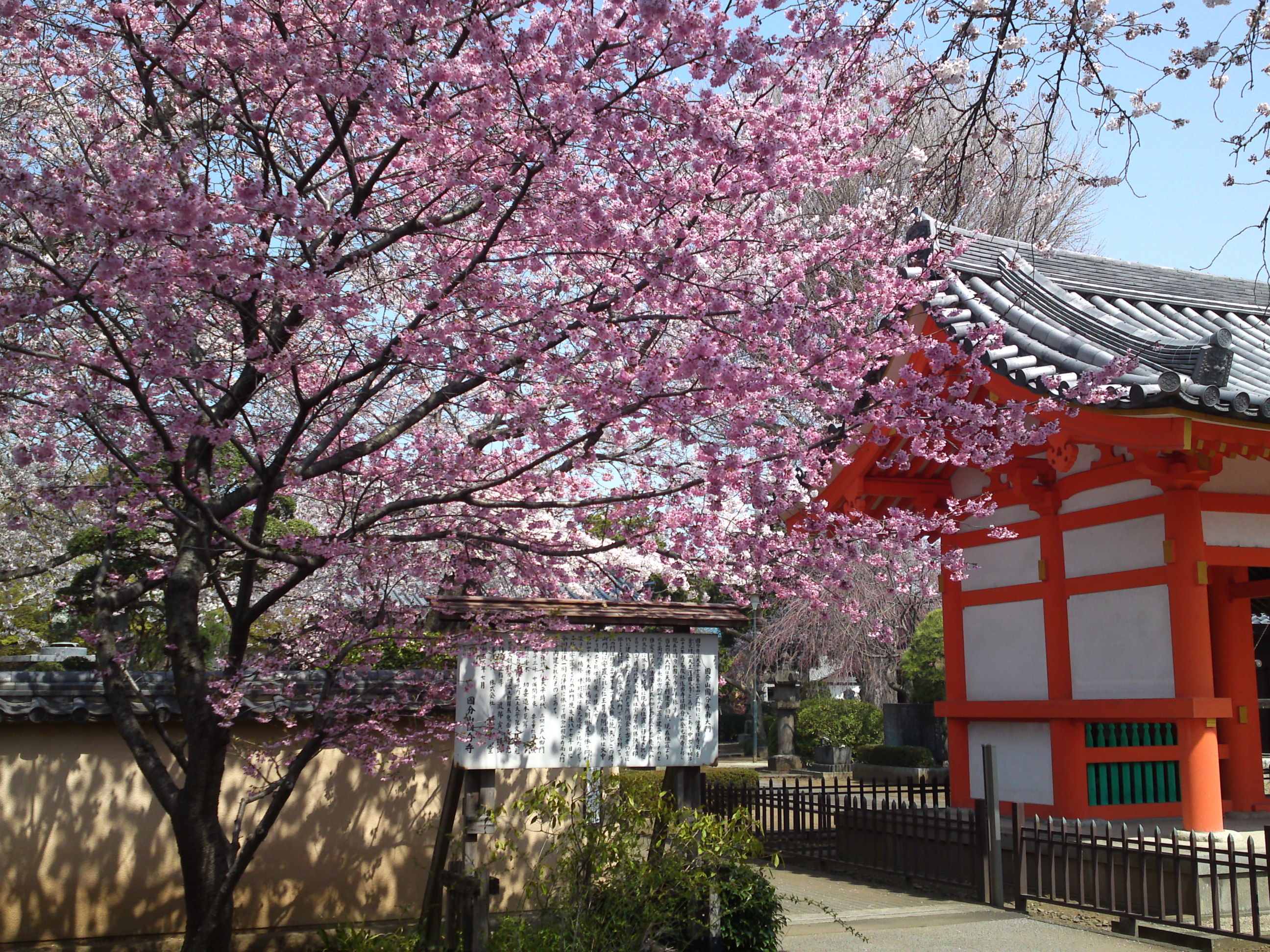 2015年下総国分寺史跡に咲く桜の写真８