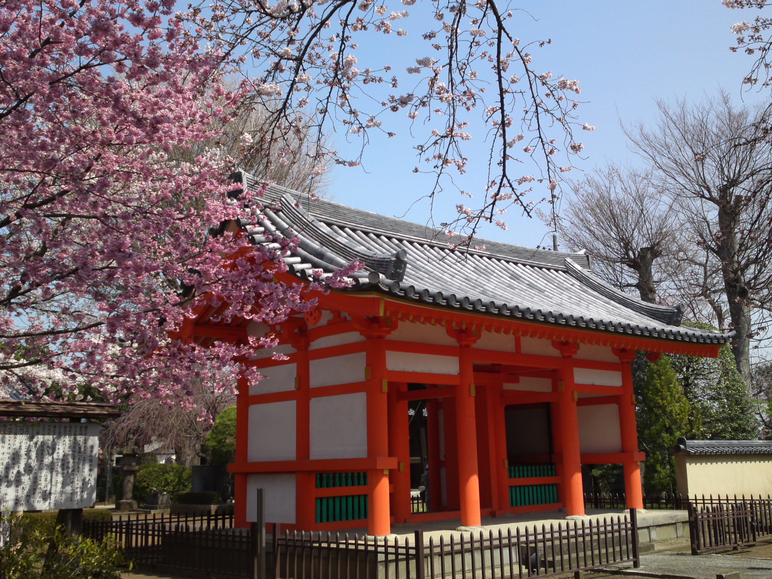 2015年下総国分寺史跡に咲く桜の写真９