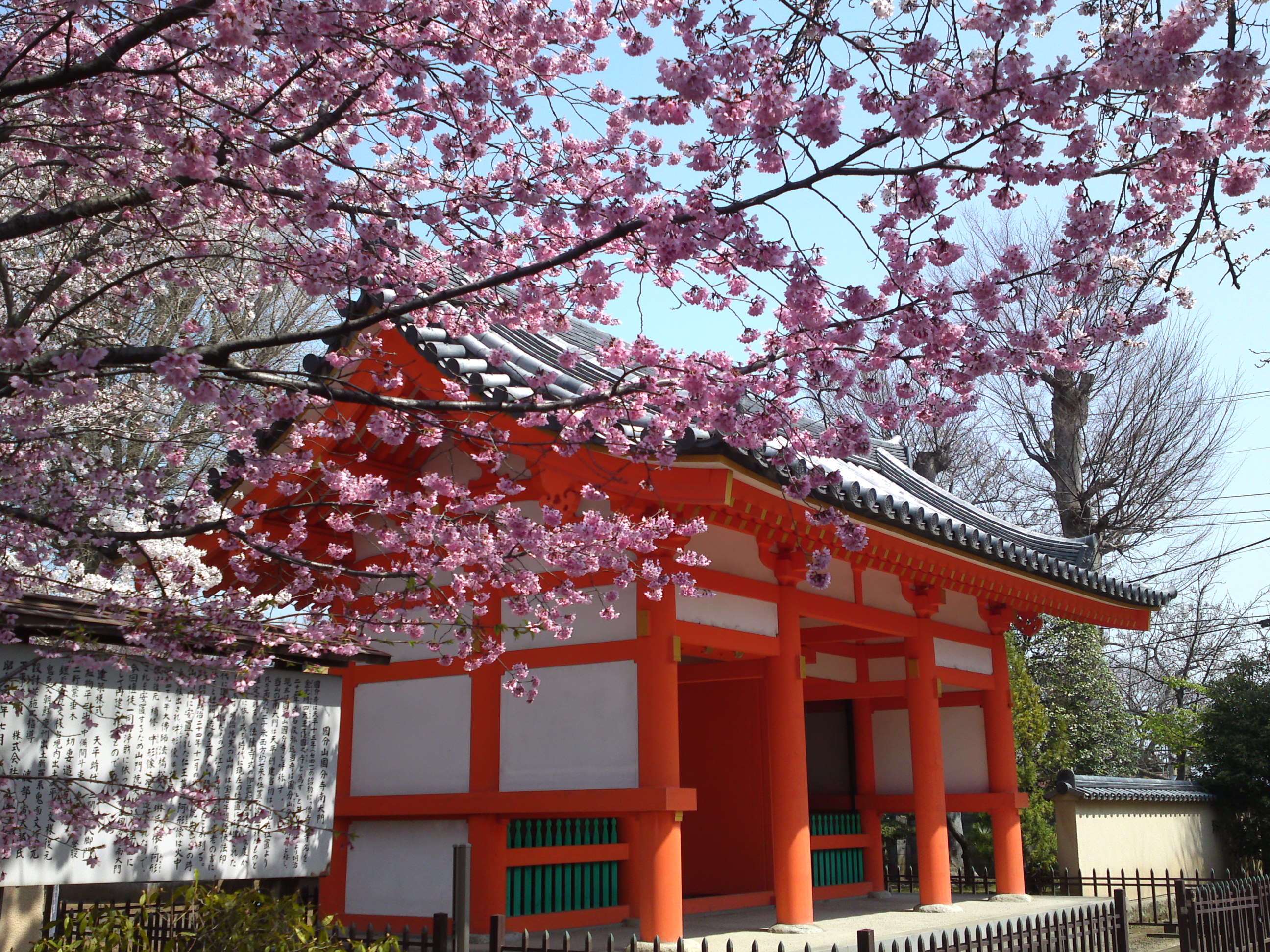 2015年下総国分寺史跡に咲く桜の写真１０
