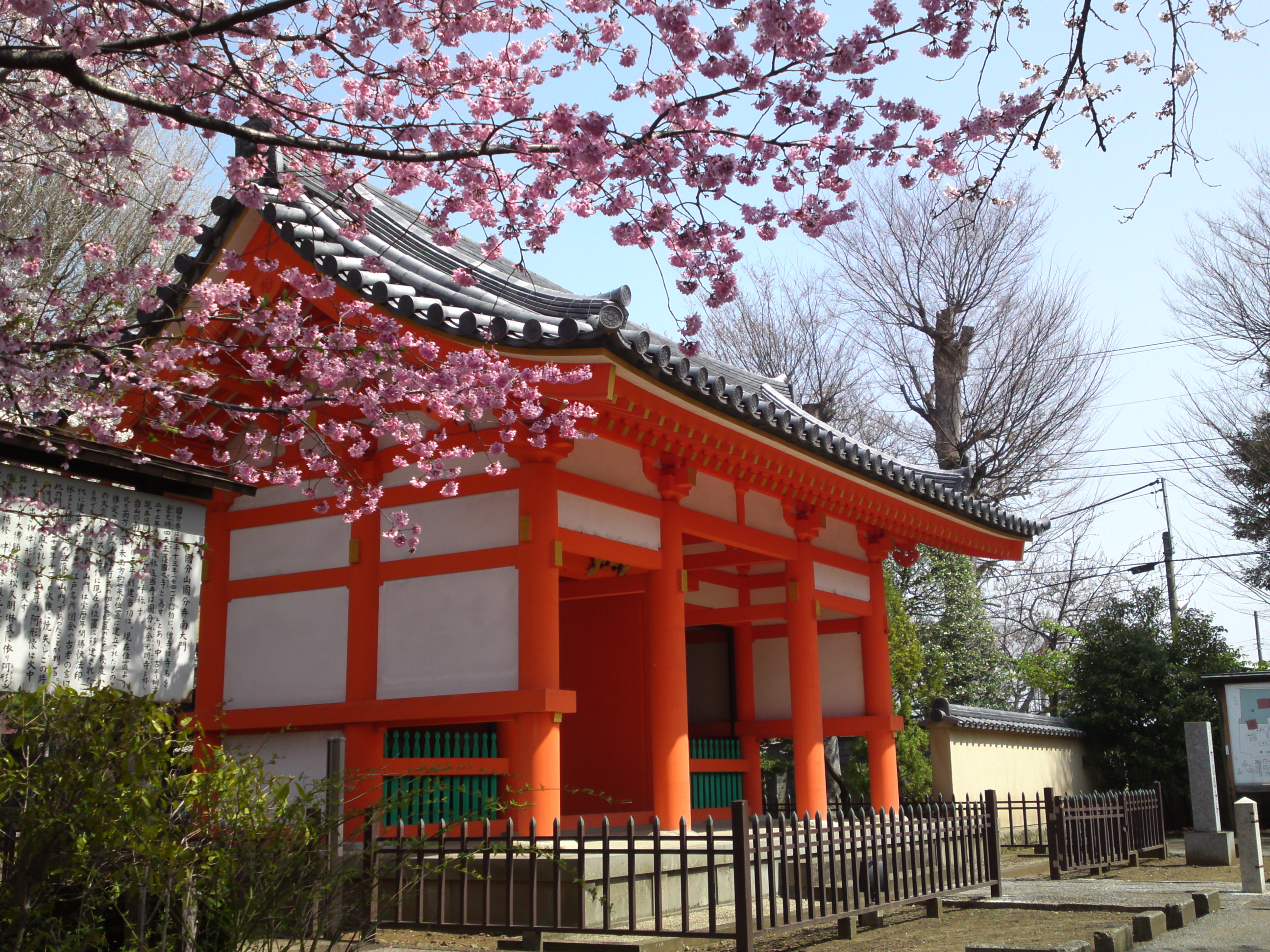 2015年下総国分寺史跡に咲く桜の写真１１