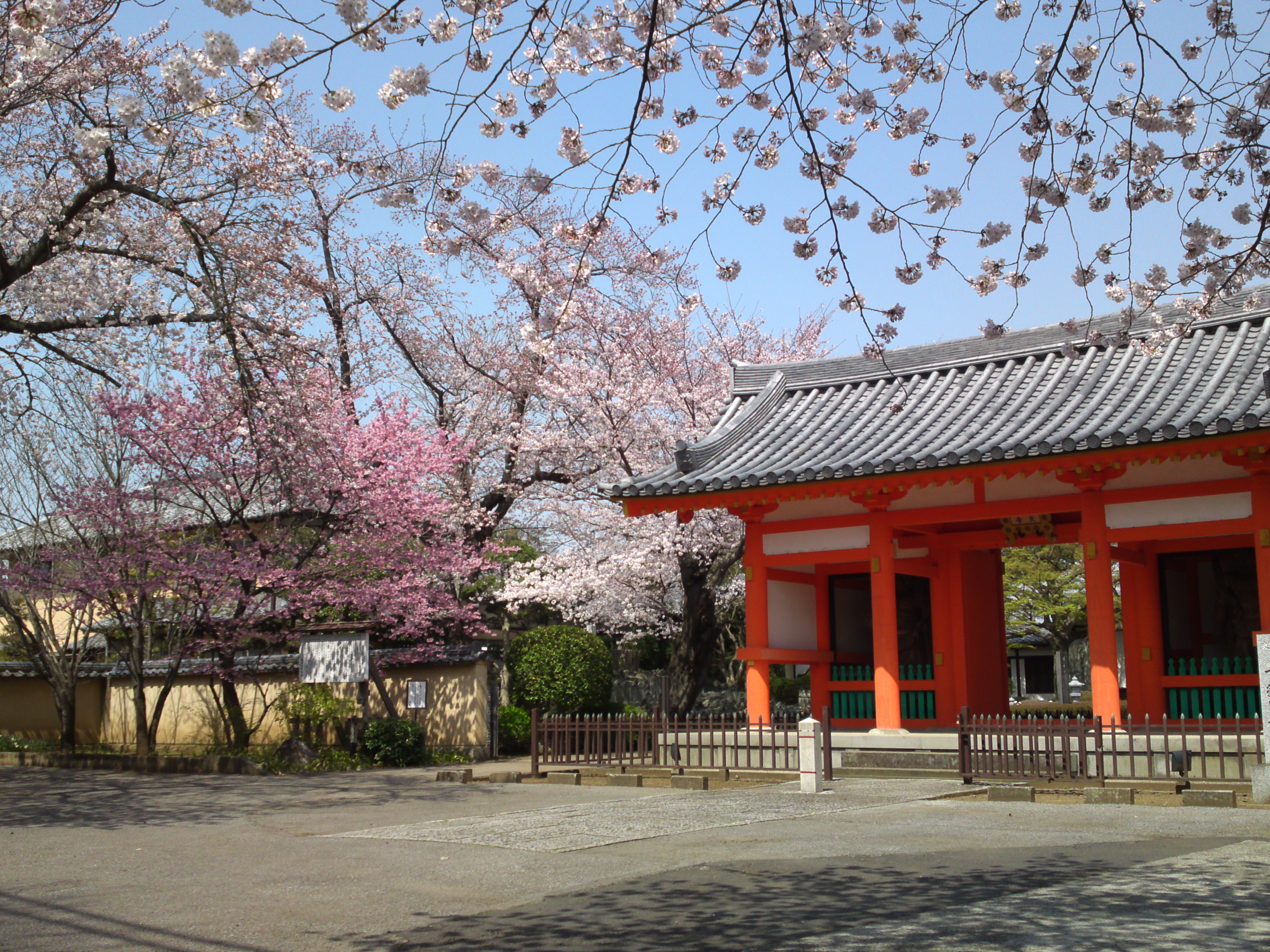 2015年下総国分寺史跡に咲く桜の写真１２