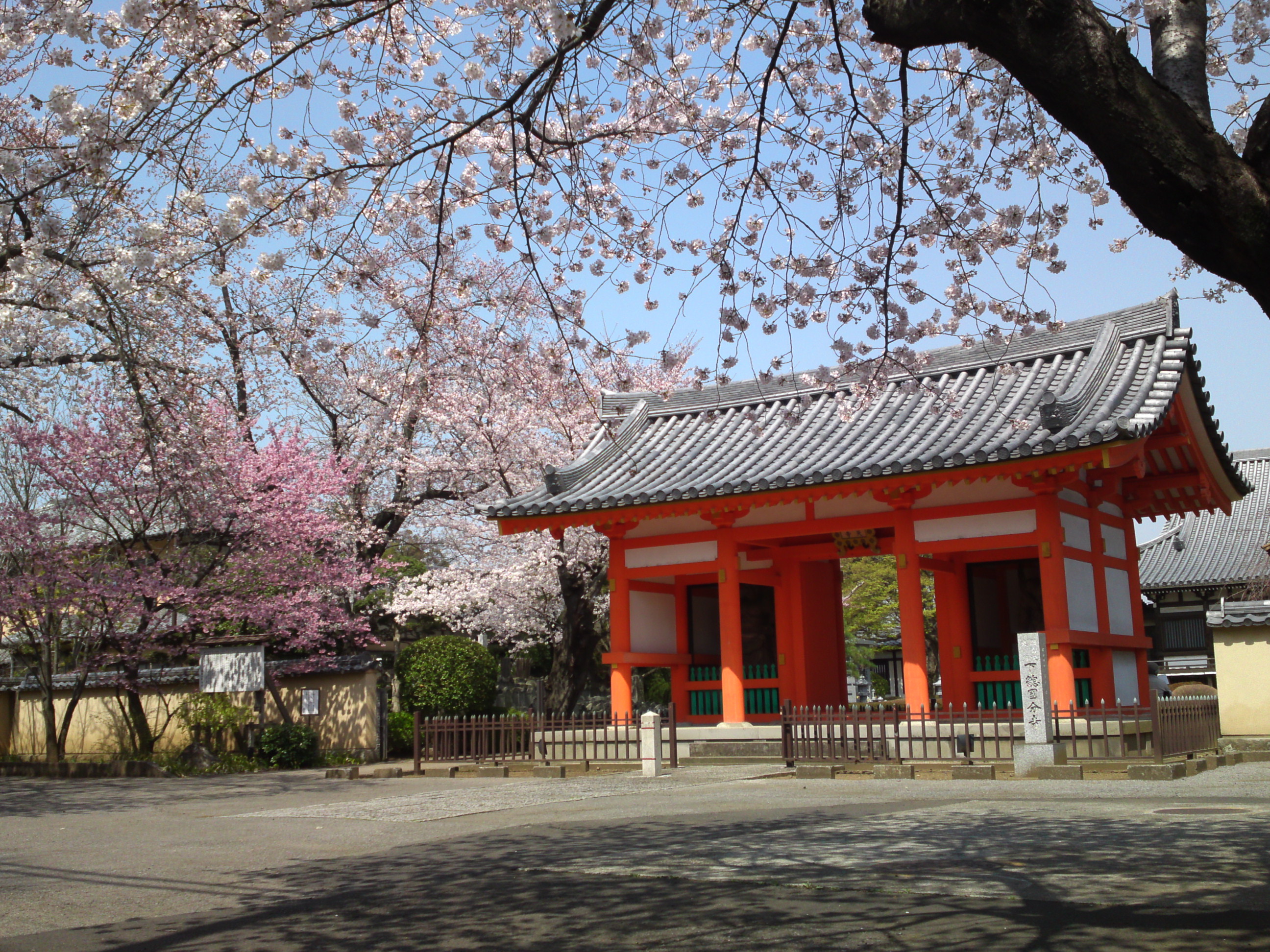 2015年下総国分寺史跡に咲く桜の写真１３