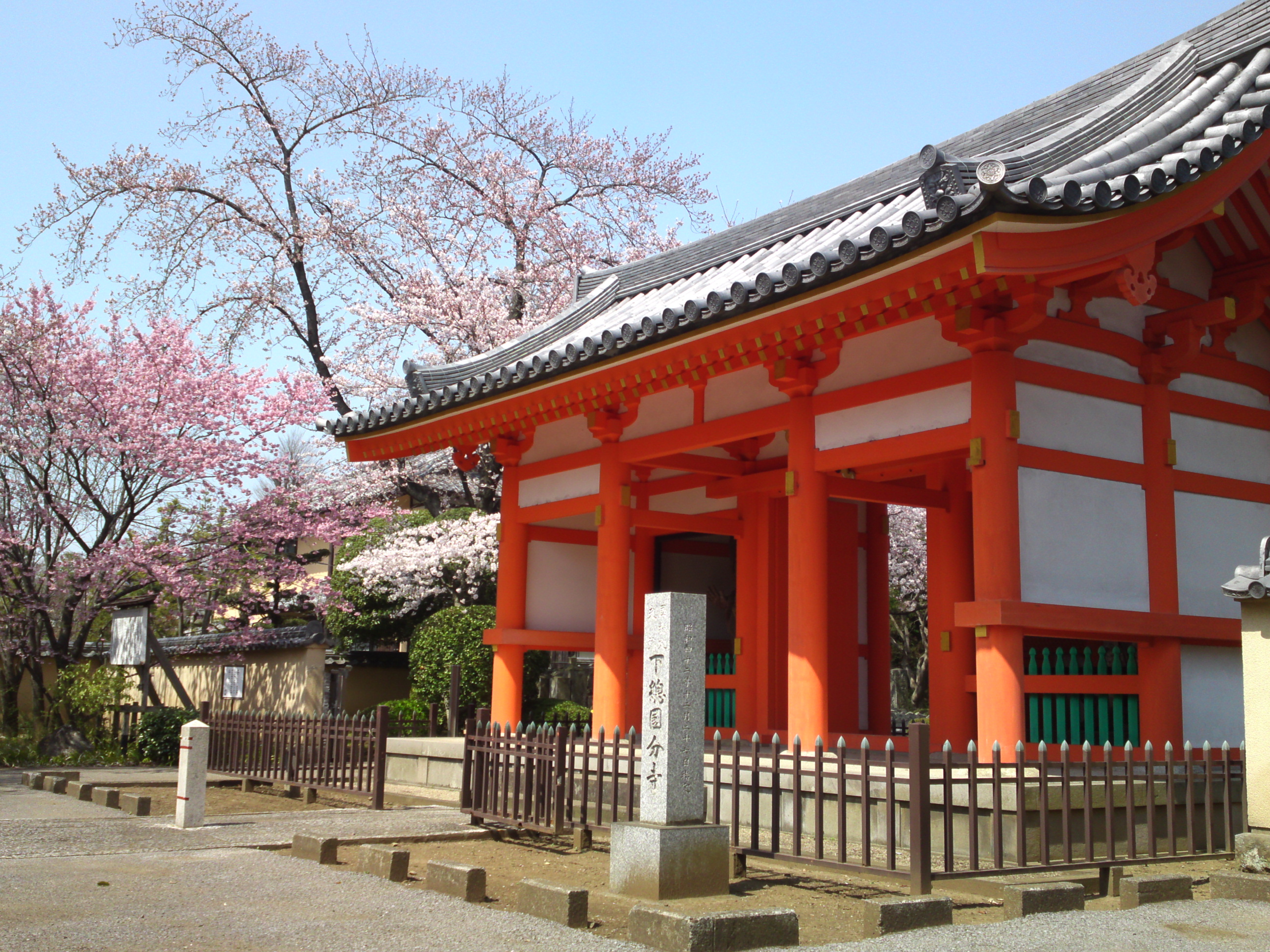 2015年下総国分寺史跡に咲く桜の写真１４