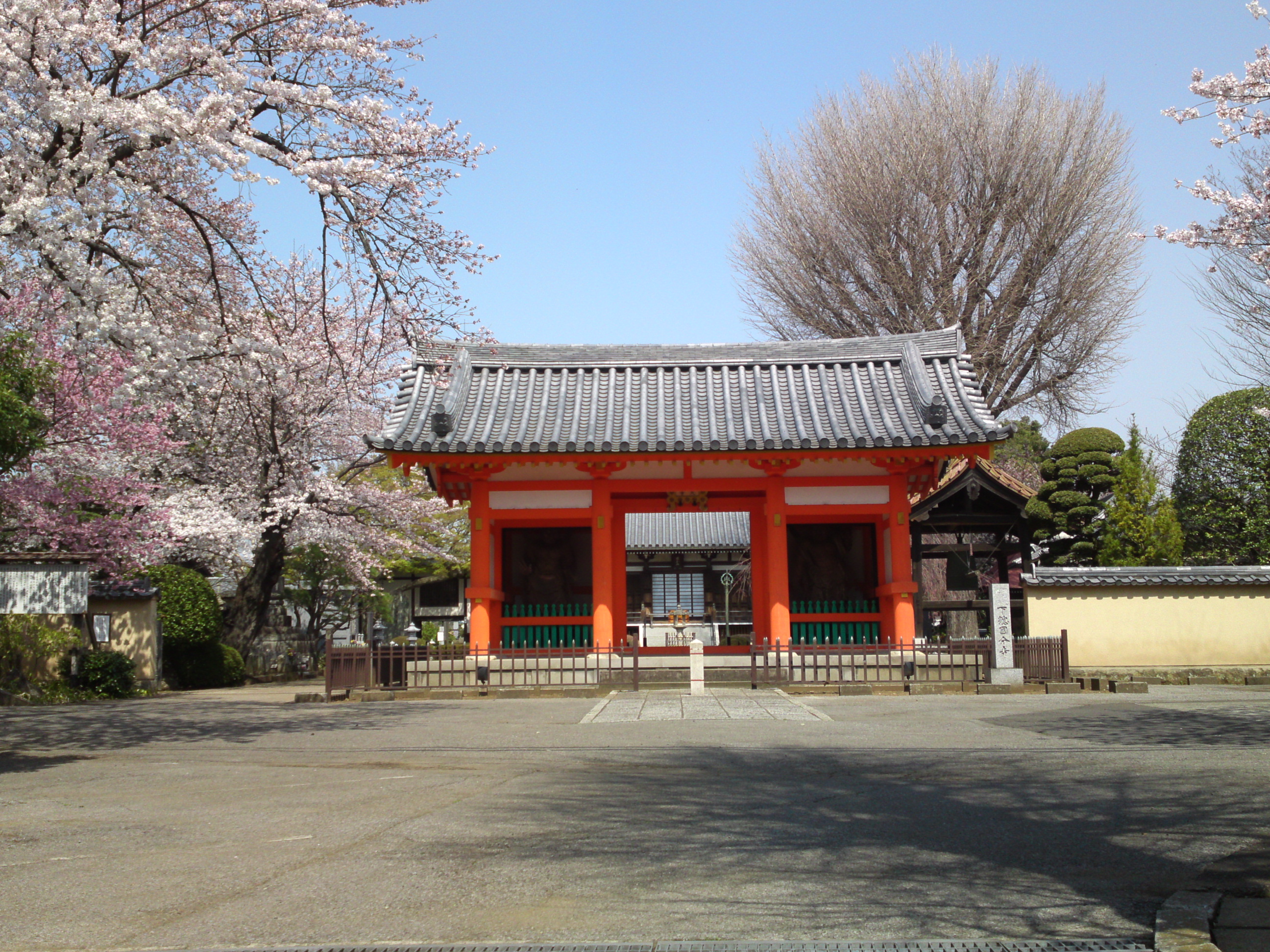 2015年下総国分寺史跡に咲く桜の写真１５