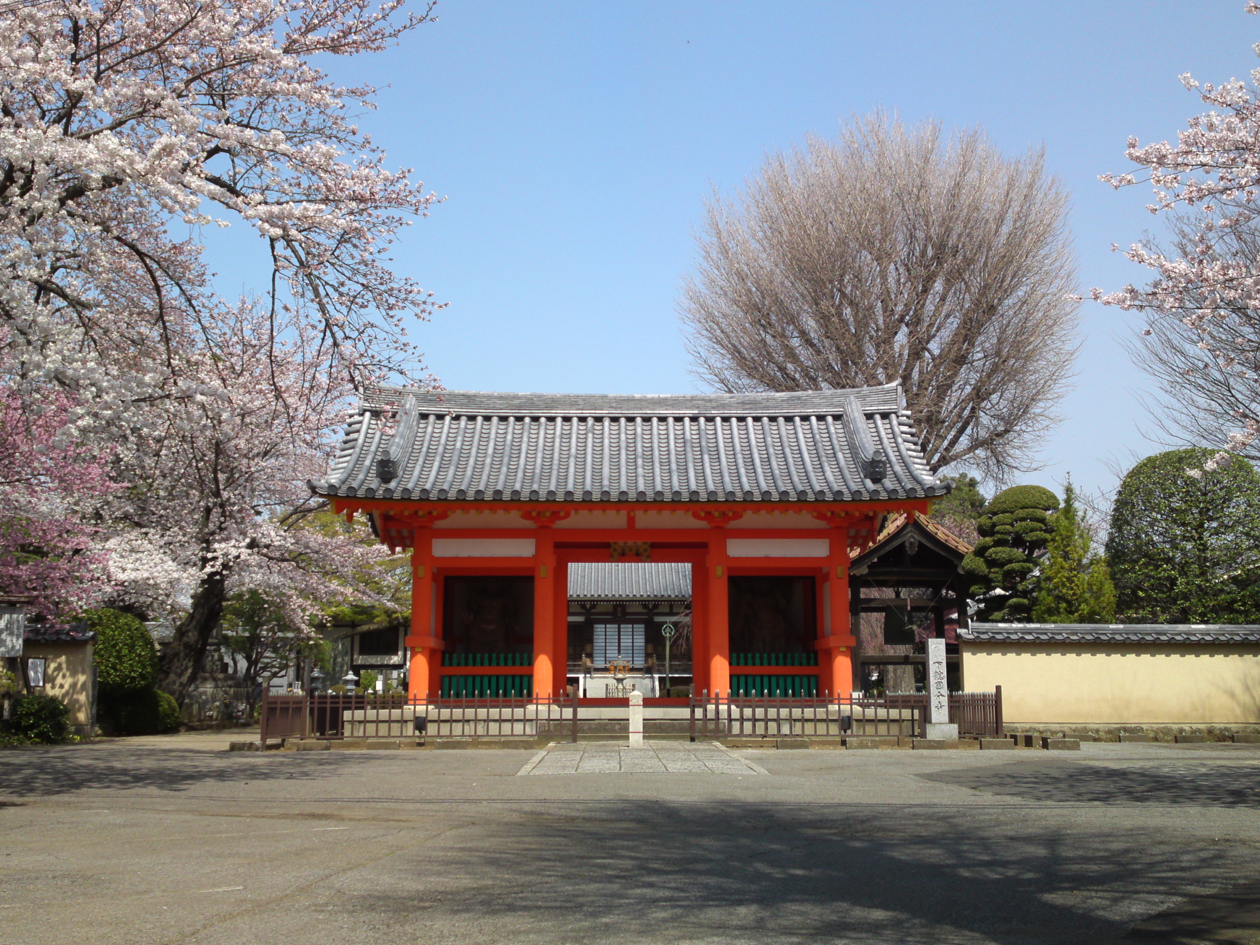 2015年下総国分寺史跡に咲く桜の写真１６