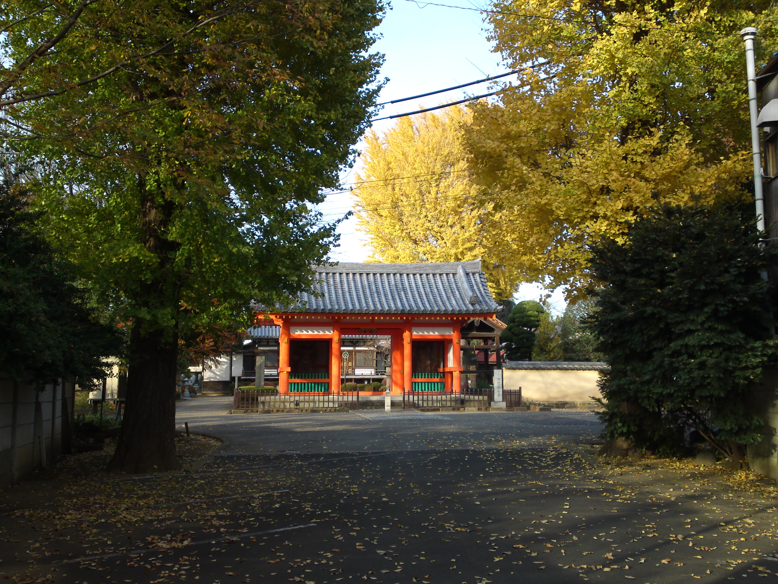 国分山国分寺の公孫樹