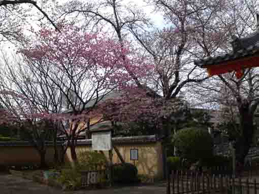 下総国国分寺境内の桜