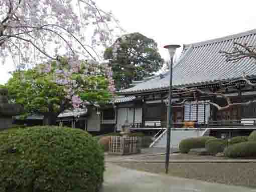 下総国分寺の桜と本堂