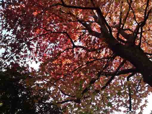 小松川境川親水公園大きな葉の楓