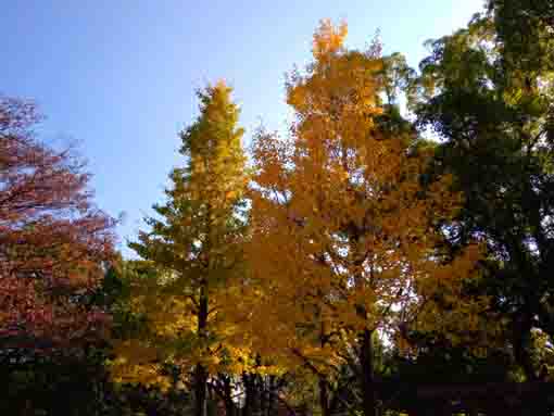 令和３年小松川境川親水公園秋の風景２