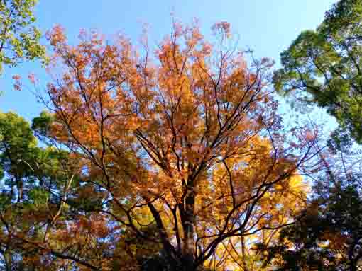 令和３年小松川境川親水公園秋の風景３