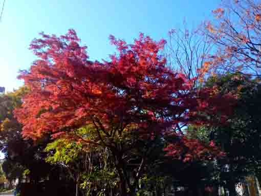 令和３年小松川境川親水公園秋の風景６