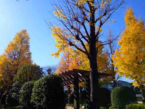 令和３年小松川境川親水公園秋の風景８