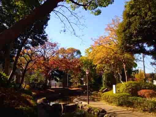 小松川境川親水公園の紅葉１