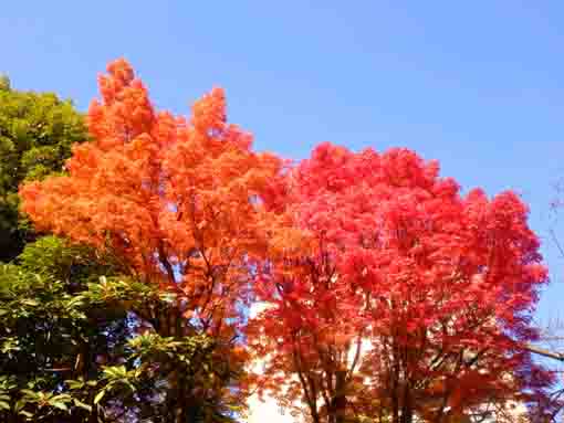 小松川境川親水公園の紅葉５