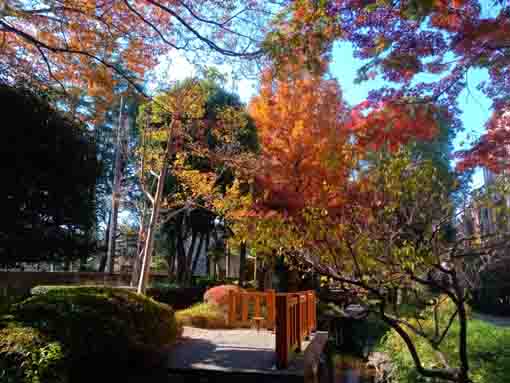 令和３年秋小松川境川親水公園の紅葉２