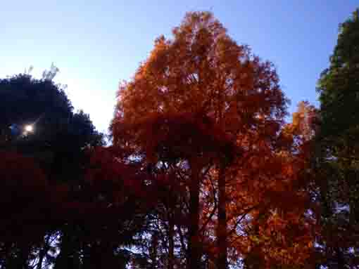 令和３年小松川境川親水公園秋の風景１１