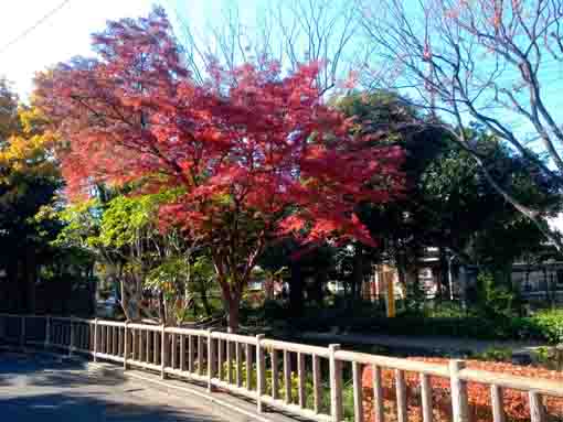 小松川境川親水公園の紅葉６