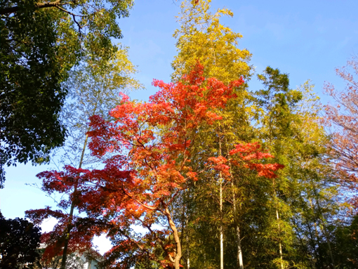 令和３年小松川境川親水公園秋の風景１３