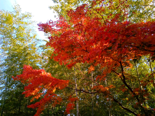 令和３年小松川境川親水公園秋の風景１４
