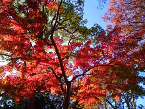 令和３年小松川境川親水公園秋の風景１６