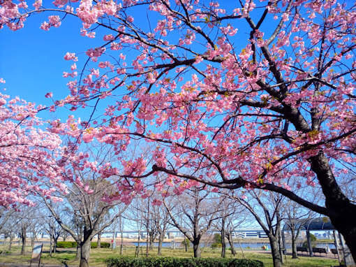 令和６年小松川千本桜公園満開の河津桜１