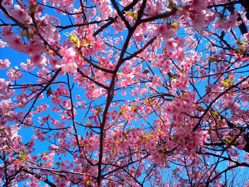 令和６年小松川千本桜公園満開の河津桜２