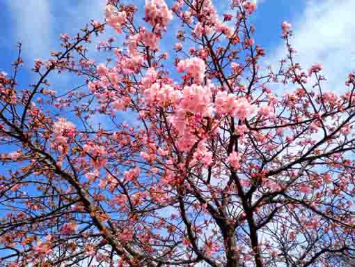 Kawazu Sakura in Komatsugawa in 2022-5