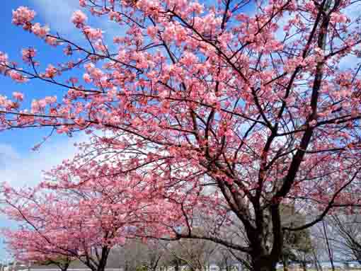 Kawazu Sakura in Komatsugawa in 2022-6