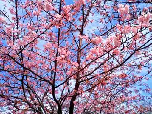 Kawazu Sakura in Komatsugawa in 2022-4