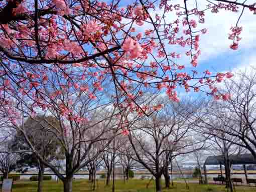 Kawazu Sakura in Komatsugawa in 2022-1
