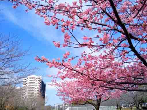 Kawazu Sakura in Komatsugawa in 2022-3