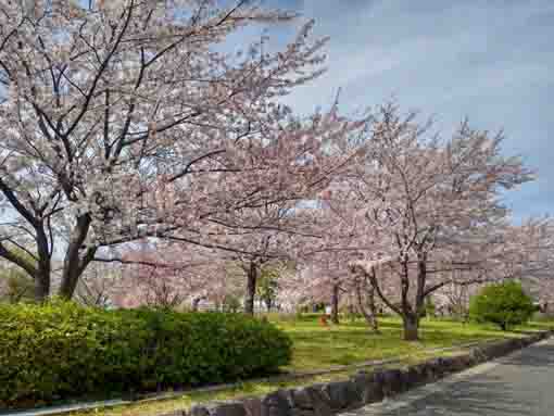 令和３年昭和学院前に咲く桜と菜の花�@