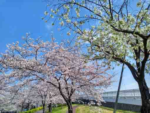 荒川土手小松川千本桜公園