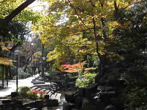 colored leaves by the calture center