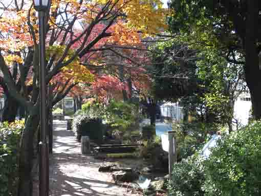 colored leaves in Komatsugaw Sakaigawa