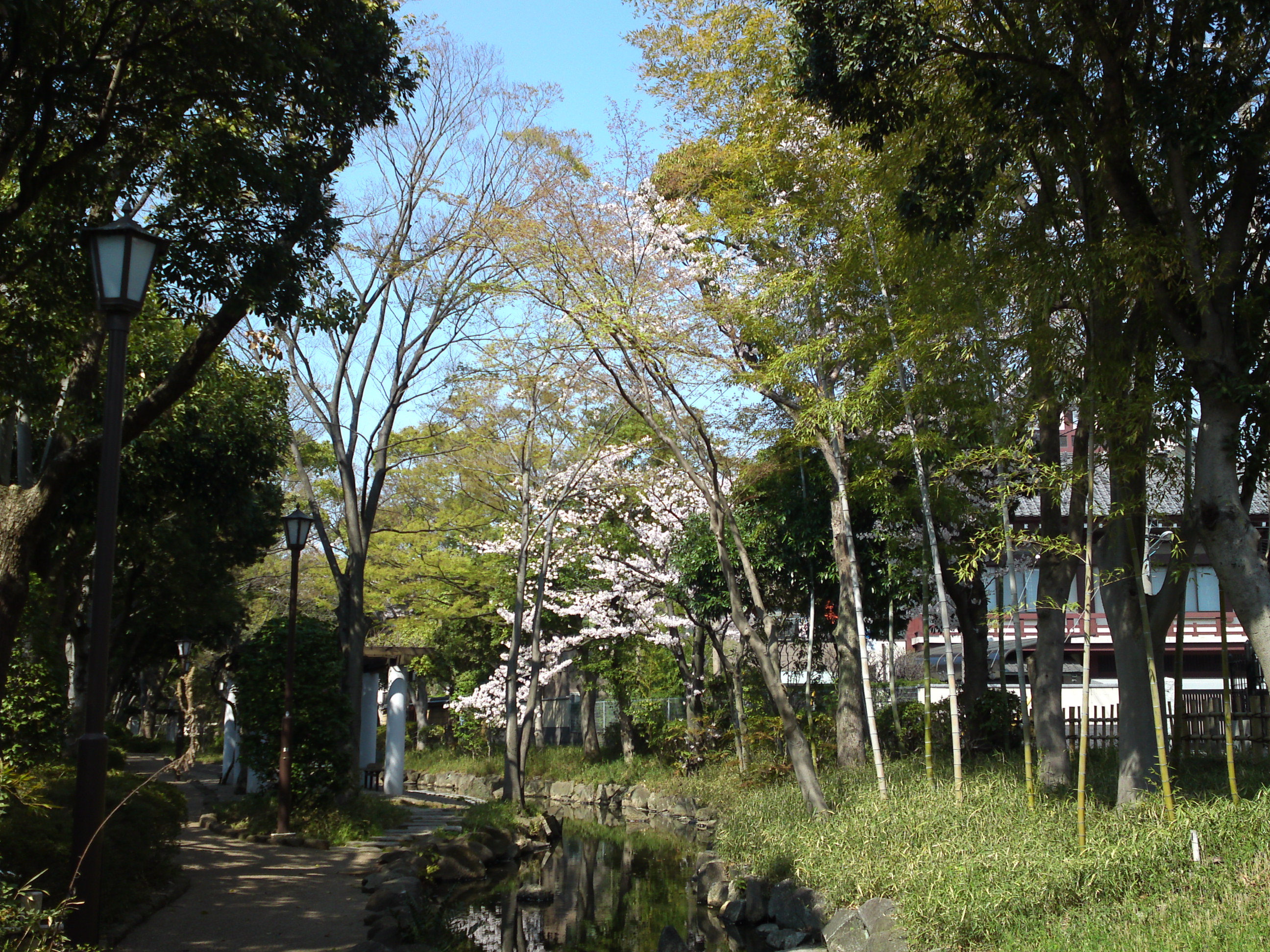2018年春小松川境川親水公園に咲く桜１