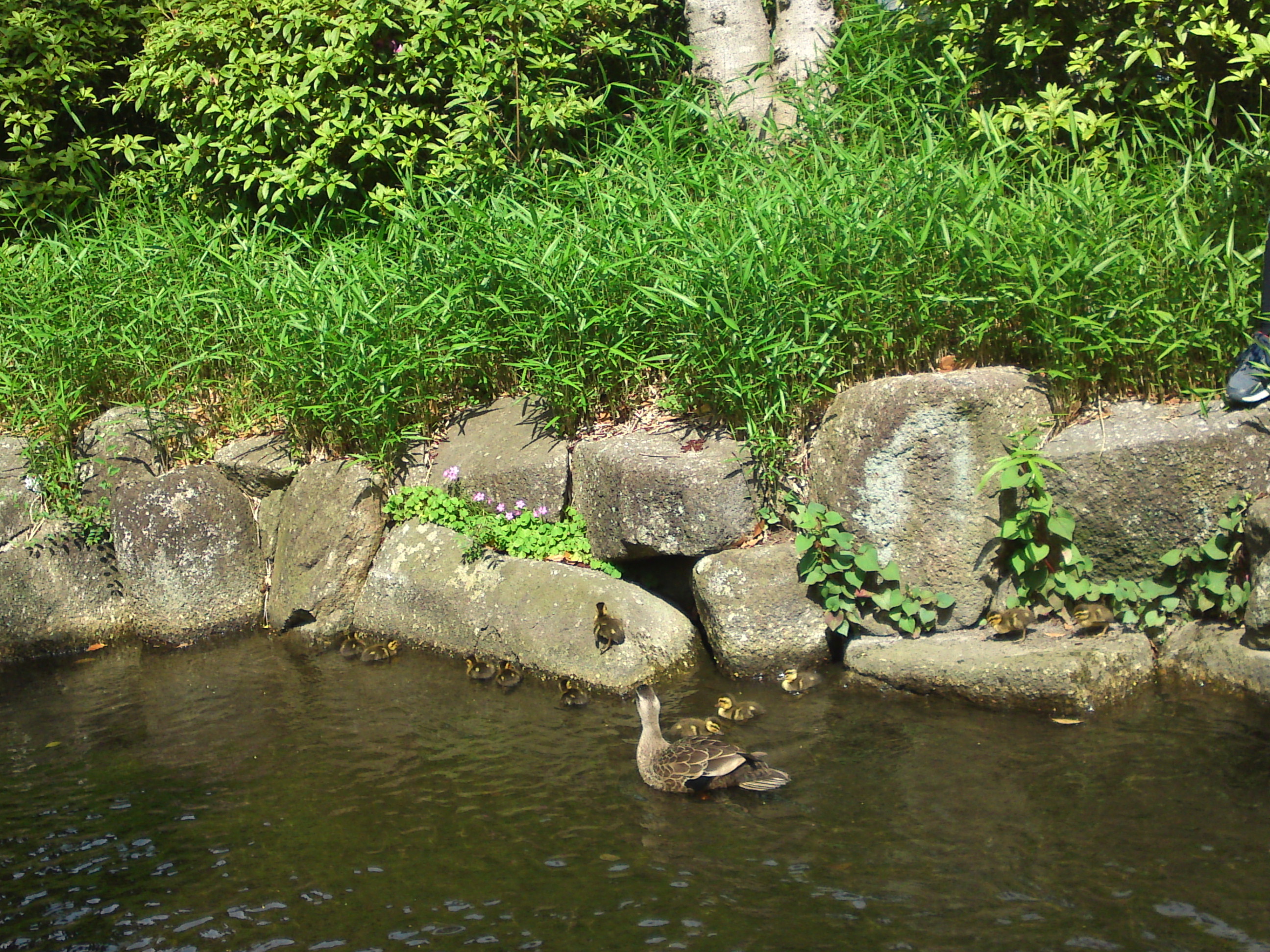 2020年初夏小松川境川親水公園鴨の親子１