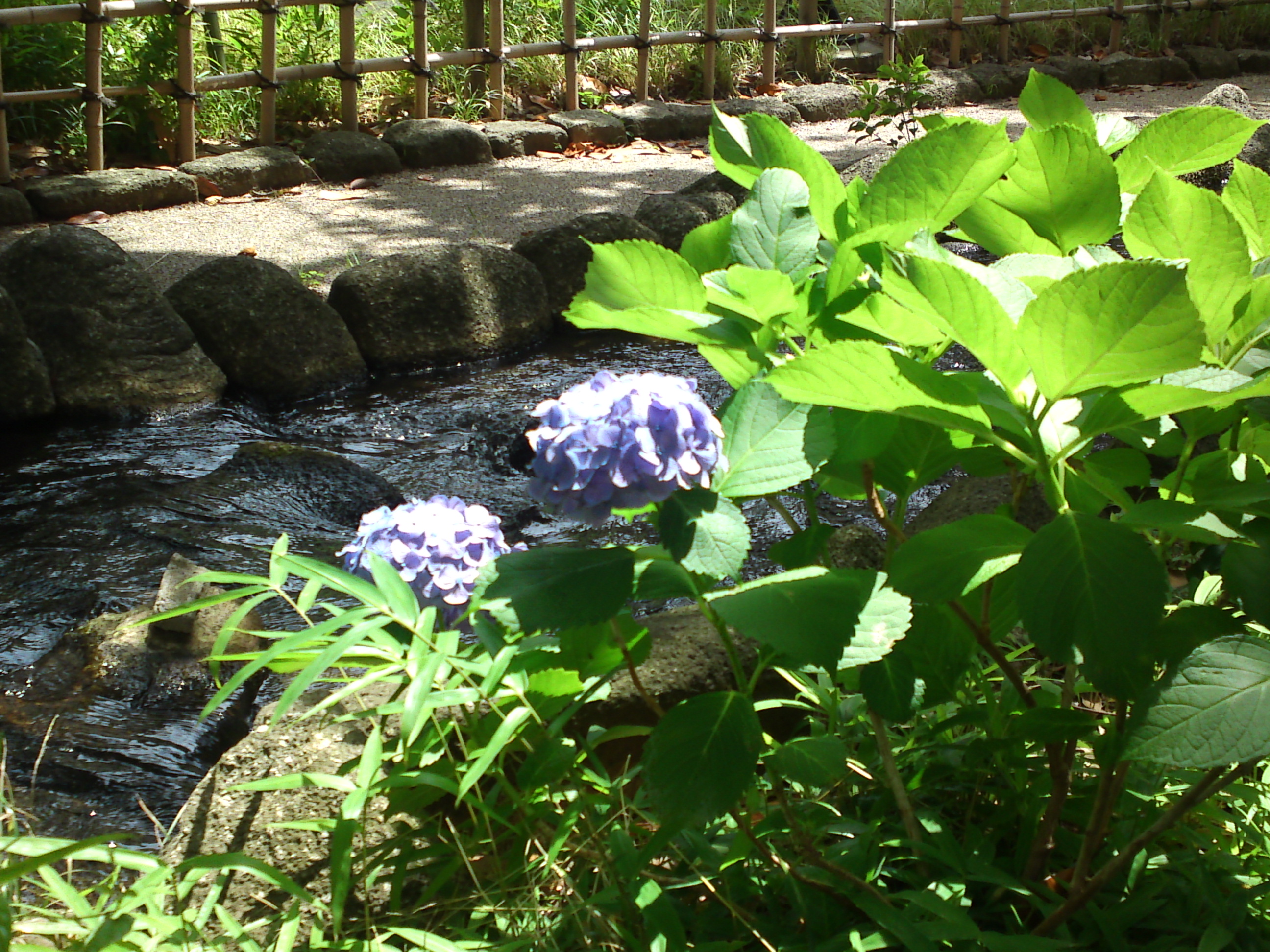2020年初夏小松川境川親水公園の紫陽花１