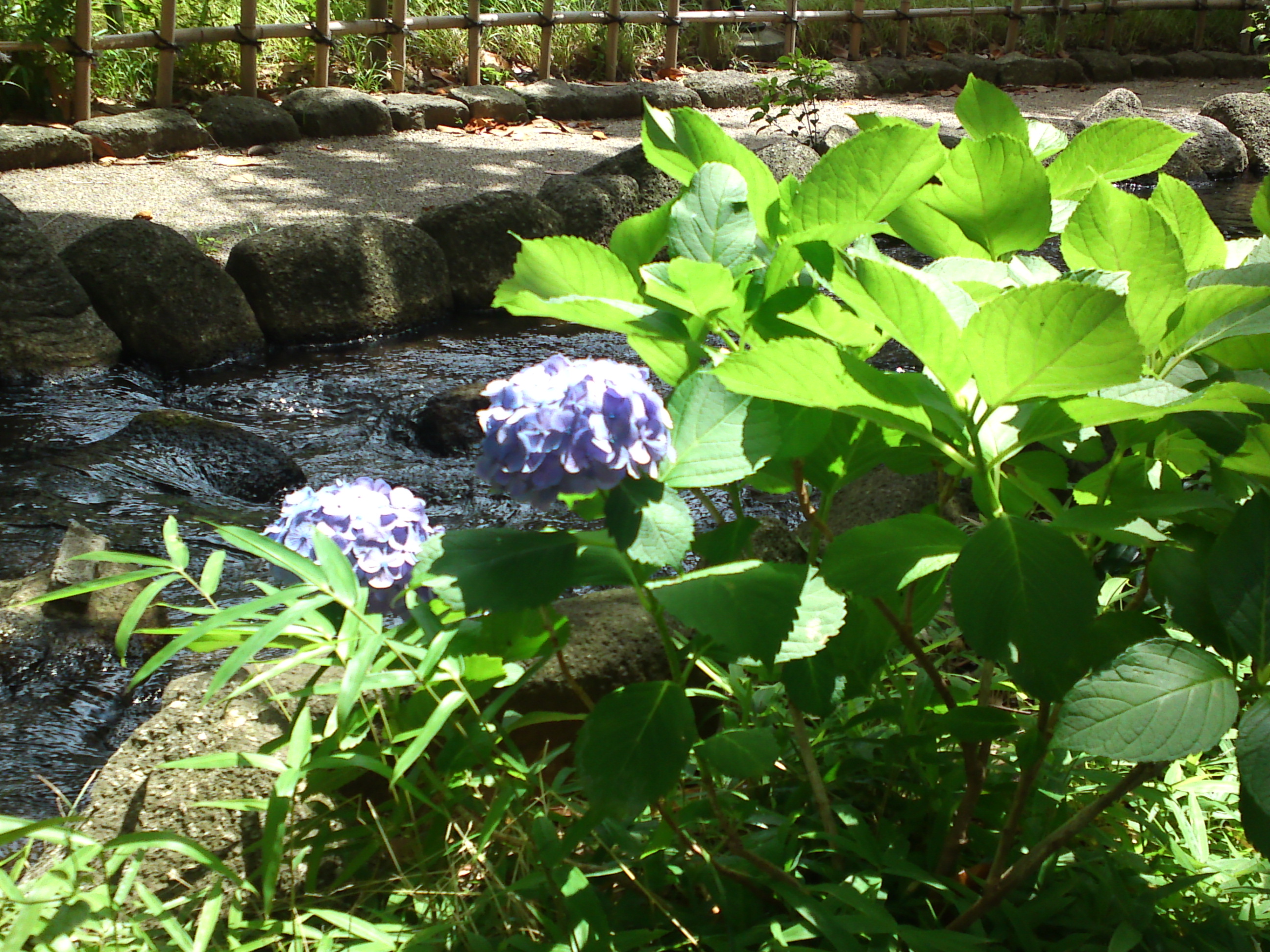 2020年初夏小松川境川親水公園の紫陽花２