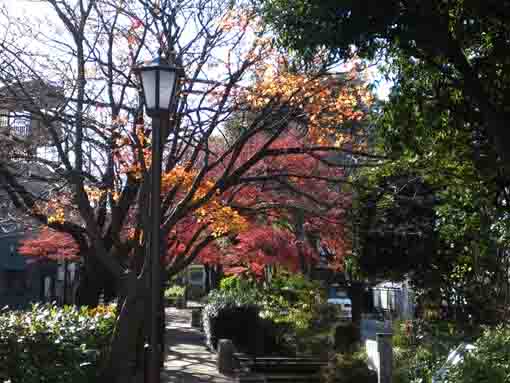 colored leaves in Honisshiki