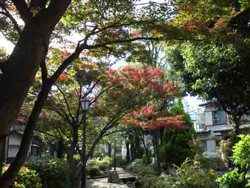 colored leaves in the residential areas