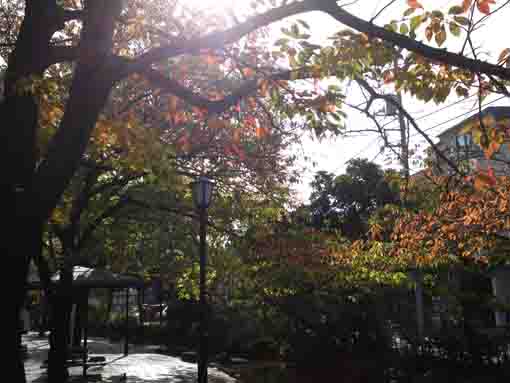 colored leaves by the water in Honisshiki