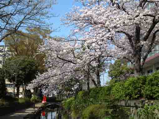 sakura and a bridge over Komatsugawa