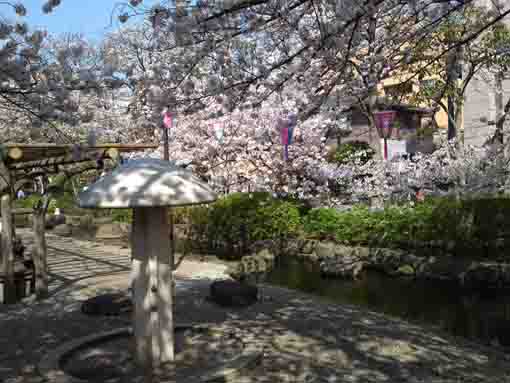 小松川境川親水公園キノコのオブジェと桜