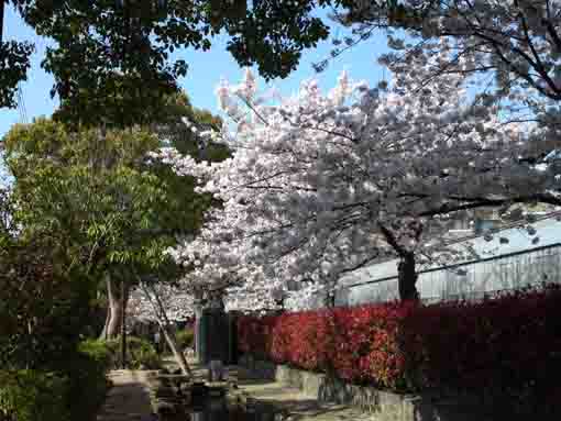 小松川境川親水公園京葉道路付近の桜