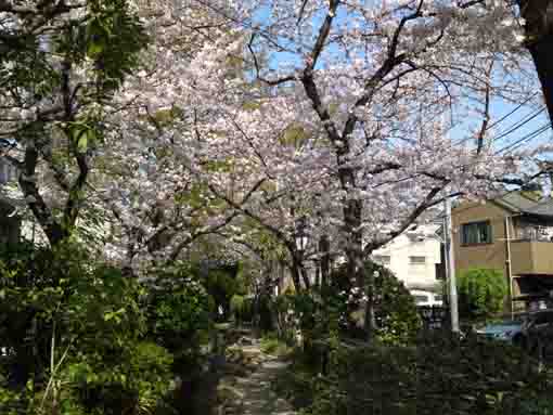 東小松川住宅街の桜並木